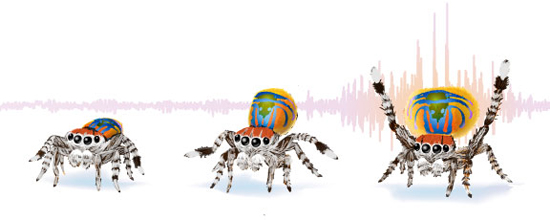 banner image spiders