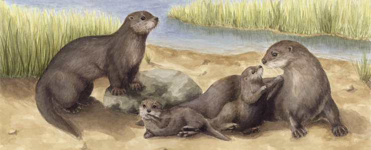 Otter family