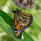 Monarch butterfly, mongabay.com