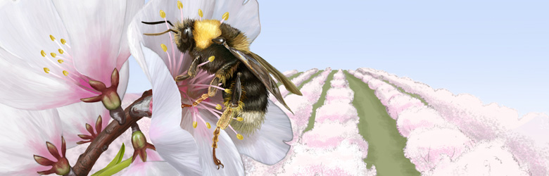 Science writing image bee