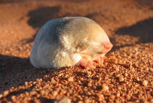 Golden Mole. Photo by Galen Rathbun, California Academy of Sciences